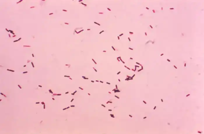 Photomicrograph of Gram-positive Bacillus subtilis bacteria and endospores after Gram staining