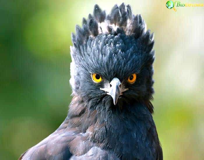 Black Hawk Eagle