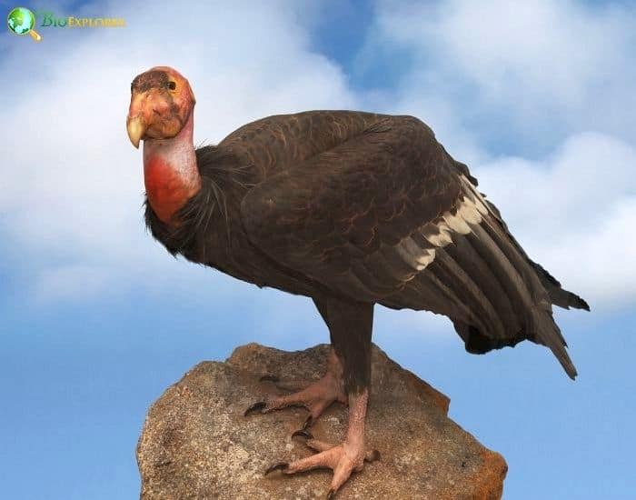 California Condor California Condor