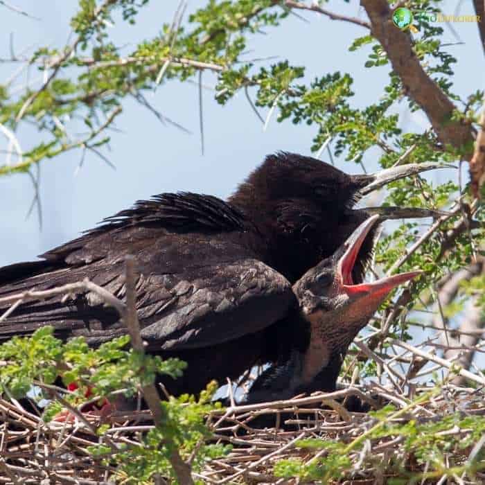 Cape Crow Breeding Behavior Cape Crow Breeding Behavior