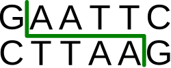 EcoRI restriction enzyme recognition site diagram showing the palindromic GAATTC sequence and DNA cleavage point used in restriction digestion and RFLP analysis