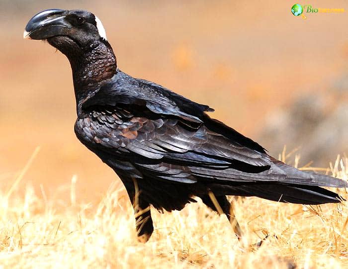 Thick-billed Raven's Breeding Behavior Thick-billed Raven's Breeding Behavior