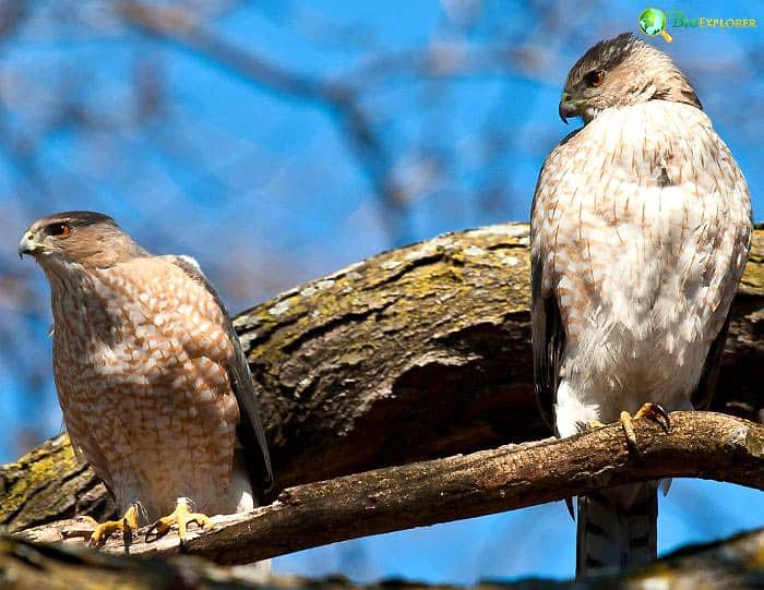 What Eats Nuttall's Woodpeckers? (Cooper's Hawks) What Eats Nuttall's Woodpeckers? (Cooper's Hawks)