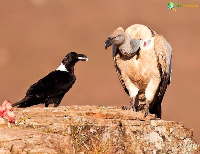White-necked Raven Interactions with Other Wildlife White-necked Raven Interactions with Other Wildlife