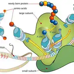 Messenger RNA carrying the genetic message to the ribosome.