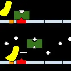 The lac operon, the first model of gene regulation.