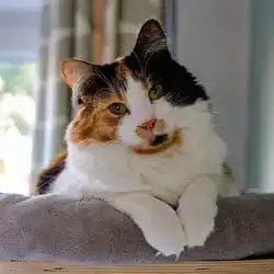 A calico cat, whose coat pattern shows X-chromosome inactivation.