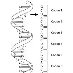 The genetic code, all 64 codons.