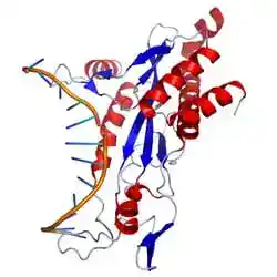 The restriction enzyme EcoRI bound to DNA.