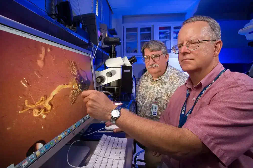 USDA entomologist using a dissecting stereomicroscope to examine insect specimens in a laboratory setting.