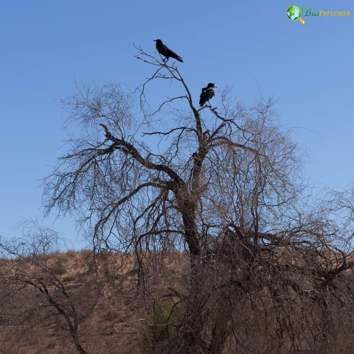 Cape Crow Interactions with Other Wildlife Cape Crow Interactions with Other Wildlife