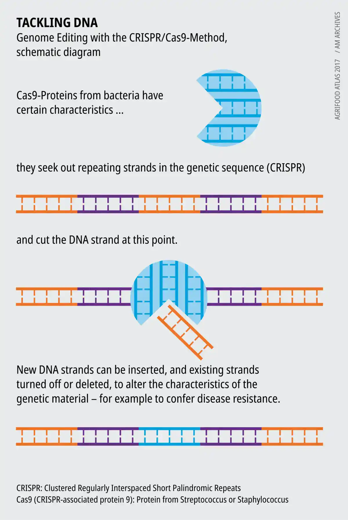 Schematic diagram of the CRISPR-Cas9 genome editing method showing guide RNA binding, Cas9 protein cleavage, and DNA target site modification