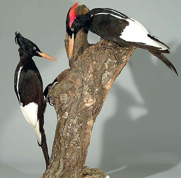 Imperial Woodpecker Imperial Woodpecker