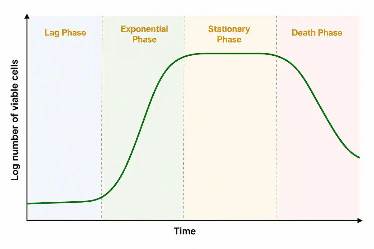 Bacterial growth curve diagram showing lag, exponential, stationary, and death phases over time