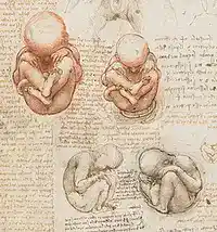 Leonardo da Vinci's pen and chalk drawing of a fetus curled inside a dissected uterus, surrounded by his handwritten mirror-script notes.