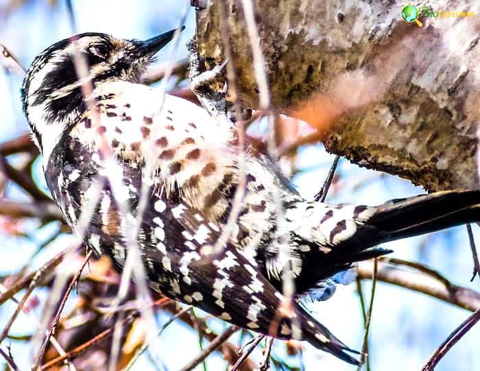 Nuttall's Woodpecker Breeding Behavior Nuttall's Woodpecker Breeding Behavior