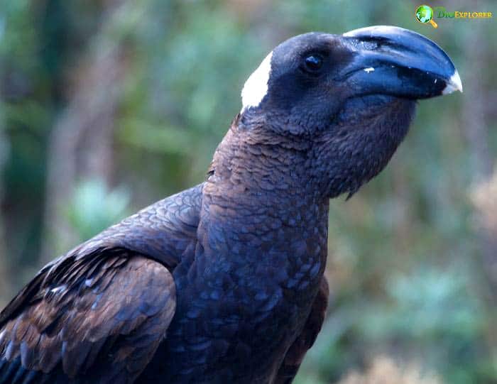 Thick-billed Raven Interactions with Other Wildlife Thick-billed Raven Interactions with Other Wildlife