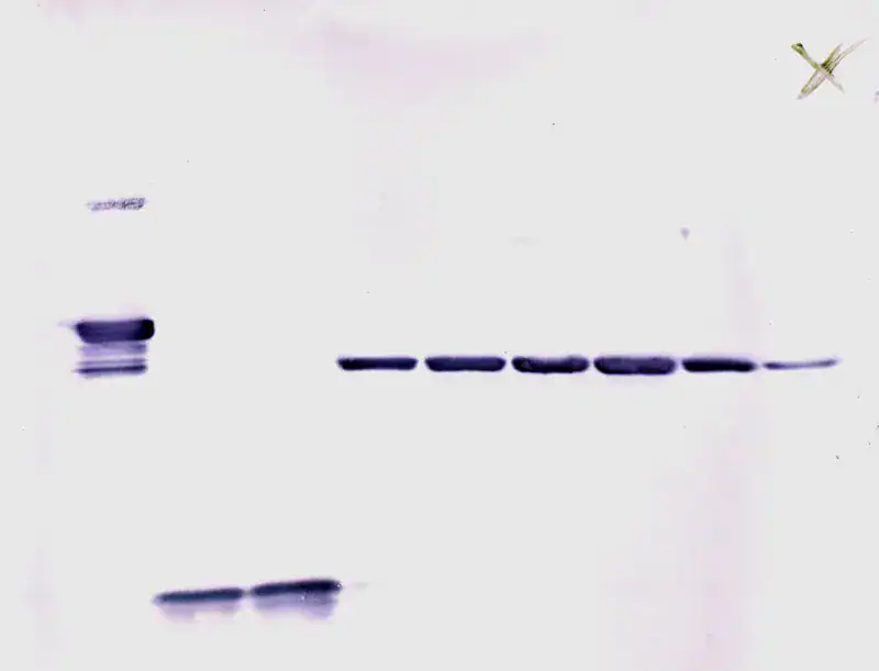 Western blotting