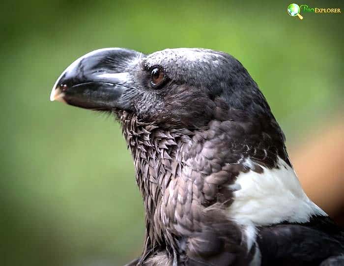 White-necked Raven's Ecological Importance White-necked Raven's Ecological Importance