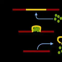 RNA splicing, which removes introns from a transcript.