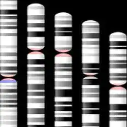 Human chromosome 4, where the Huntington's disease gene was mapped.