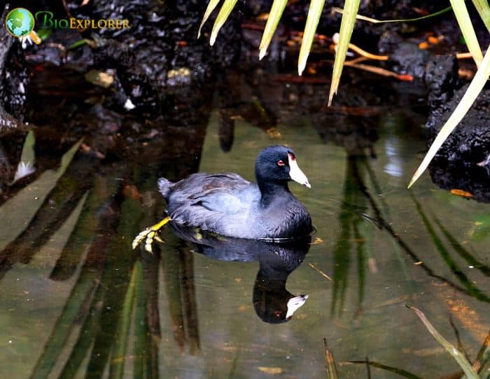 Black Scoters Are Excellent Divers Black Scoters Are Excellent Divers