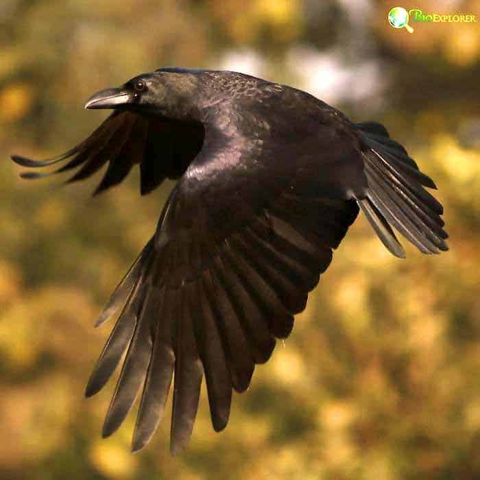 Cape Crow Ecological Importance Cape Crow Ecological Importance