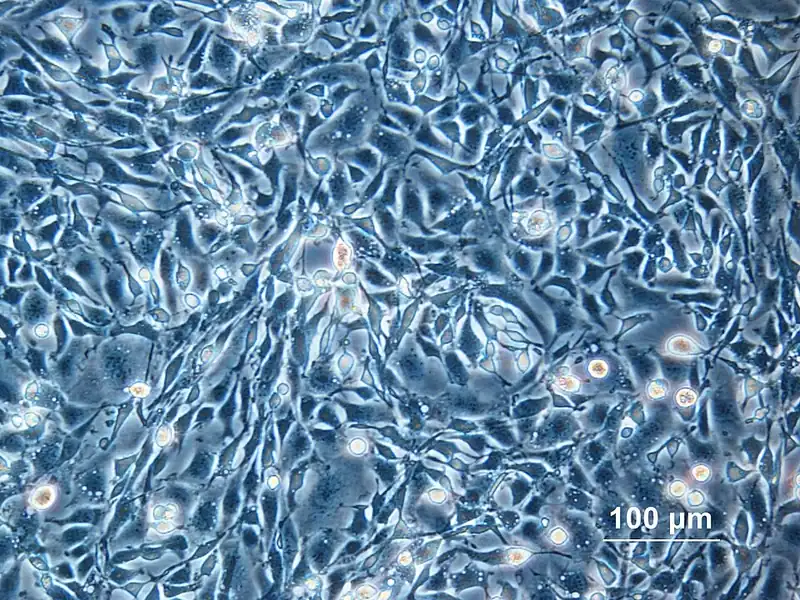 Cell Culture