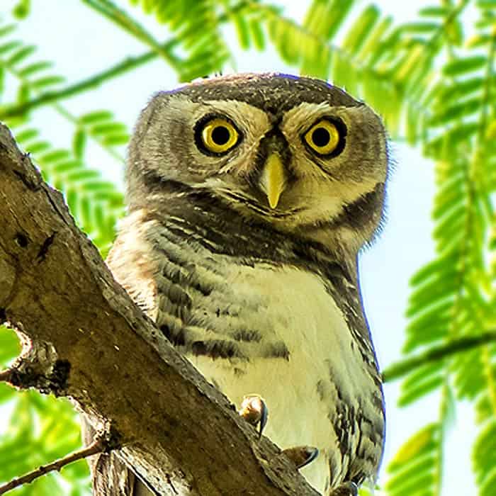 Forest Owlet Forest Owlet