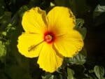 hawaiian-flowers-top-26-aloha-state-flowers-yellow-hibiscus
