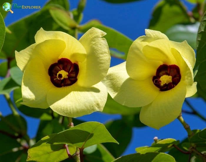 Sea Hibiscus (Hibiscus Tiliaceus) Sea Hibiscus (Hibiscus Tiliaceus)
