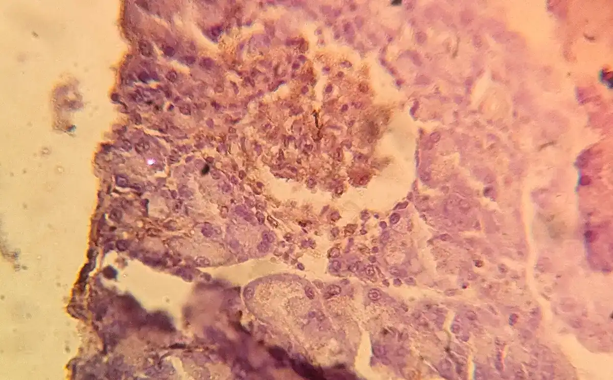 Immunohistochemistry staining of rat pancreas tissue showing insulin detection in the islets of Langerhans