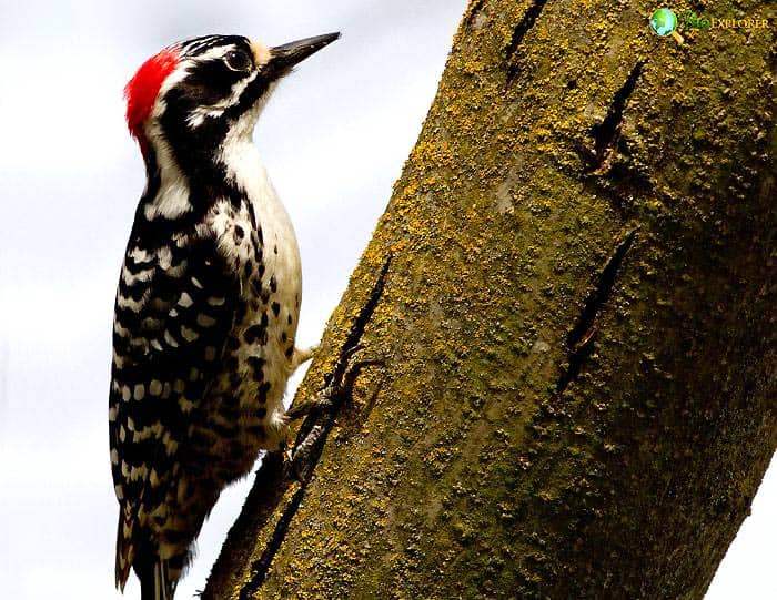 Nuttall's Woodpecker Ecological Importance Nuttall's Woodpecker Ecological Importance