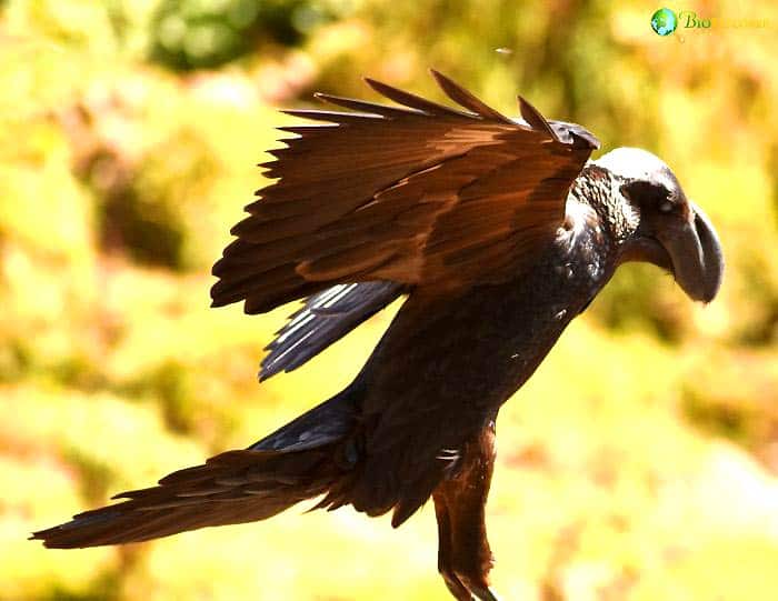 Thick-billed Raven Ecological Importance Thick-billed Raven Ecological Importance