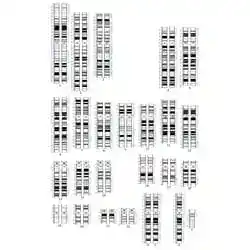 A banded map of the human chromosomes.