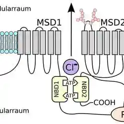 The CFTR protein, mutated in cystic fibrosis.