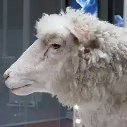 Dolly the sheep.