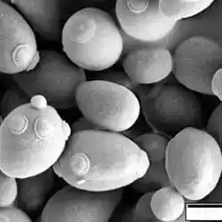 Saccharomyces cerevisiae, the first eukaryote sequenced.