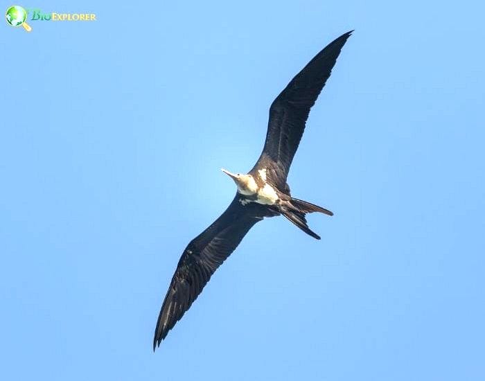 Christmas Island Frigatebird Christmas Island Frigatebird