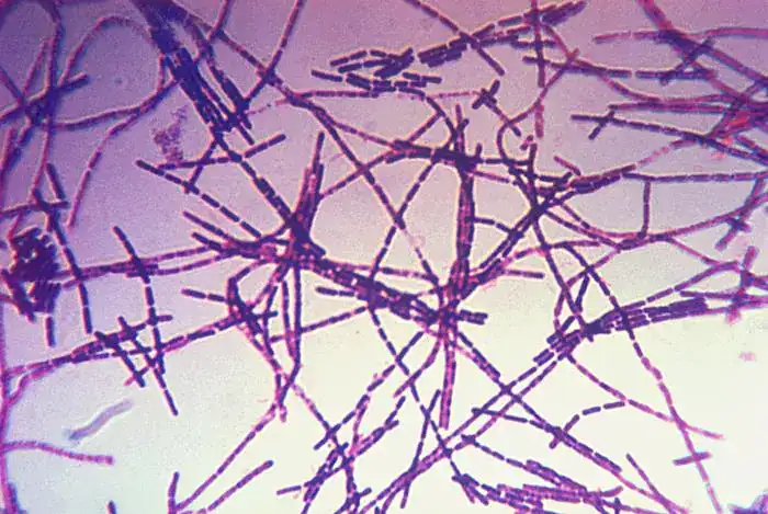 Gram staining (Microbiology Protocols)