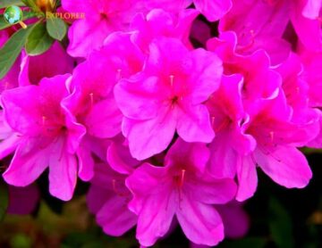 Azalea Flowers | 29 Types of Azaleas | Plant Care | Pictures