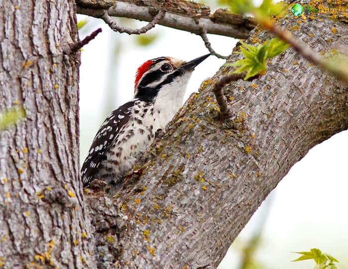 Nuttall's Woodpecker Fun Facts Nuttall's Woodpecker Fun Facts