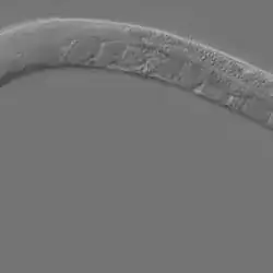 Caenorhabditis elegans, the first animal genome sequenced.