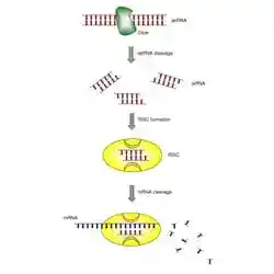 The mechanism of RNA interference.