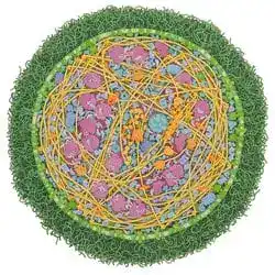 Mycoplasma mycoides, the species given a synthetic genome.