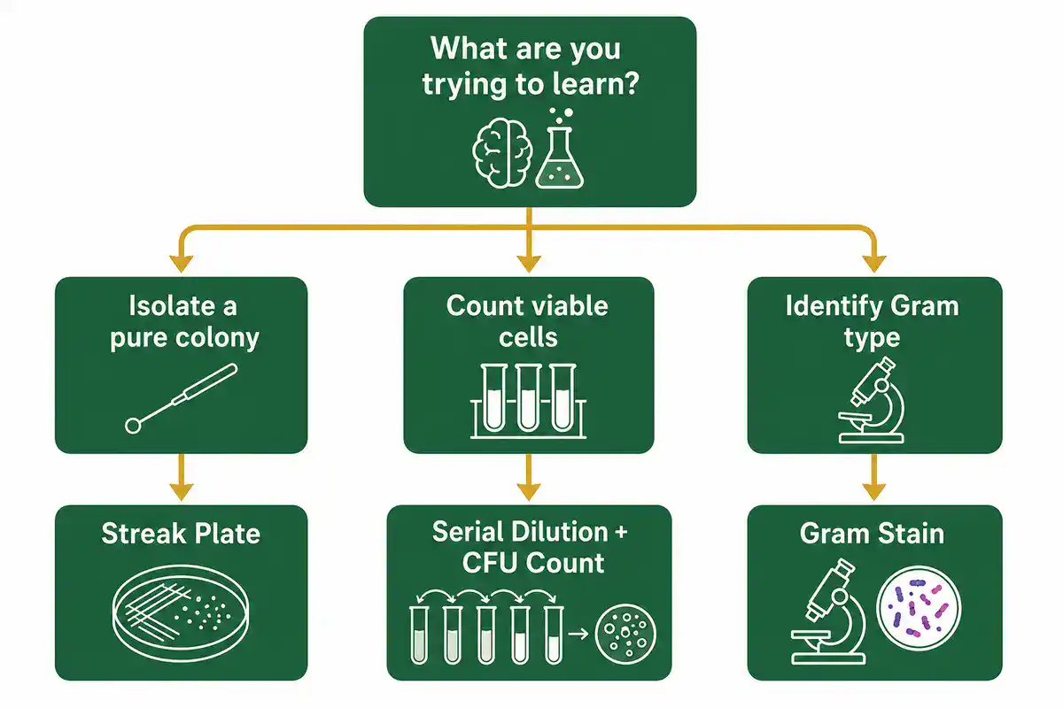 Flowchart for choosing the right microbiology protocol based on your goal: isolate a colony, count viable cells, or identify Gram type