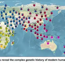 A map of human population genetic diversity.
