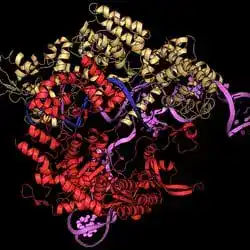 Cas9 bound to DNA, the scaffold for base editing.