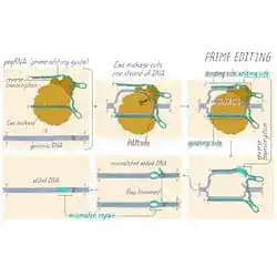 Prime editing, which rewrites a DNA sequence in place.