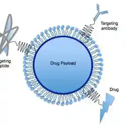 A lipid nanoparticle, the delivery vehicle for in vivo CRISPR.